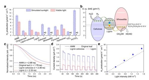 將枯葉轉化為活性多功能材料 蒸發器、光催化劑和生物塑料的創新應用